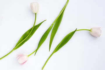 White pink tulips on white background.