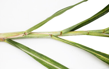 Fototapeta premium Sugar cane leaves on white background.