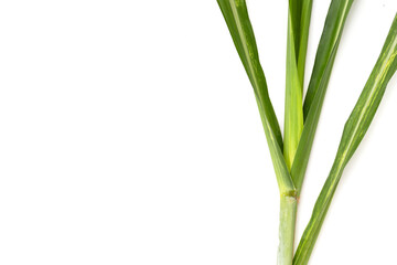 Sugar cane leaves on white background.