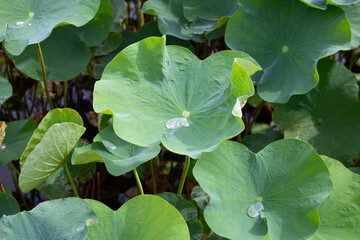 Green leaves of lotus flower