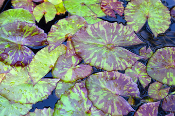 Beautiful water lily purple leaves