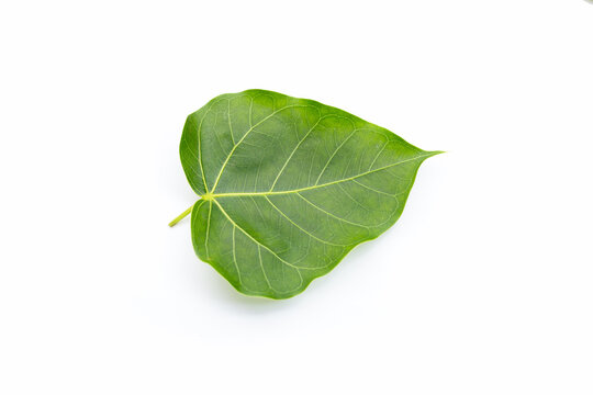 Green bodhi leaf on a white background.