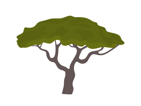 Acacia tree vector illustration. African tree silhouette isolated. Acacia tree in flat style. Vector illustration