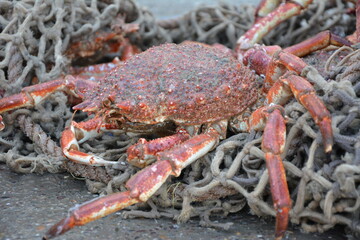 red crab, fishing, port town, morocco