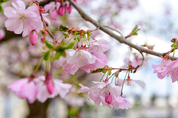Obraz na płótnie Canvas Beautiful blossoming Sakura branch on spring day, closeup