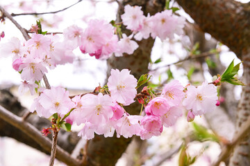 Beautiful blossoming Sakura branch on spring day, closeup