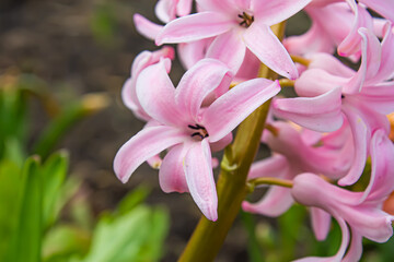 Fototapeta premium Vibrant pink hyacinth in full bloom, close-up, showcasing nature’s beauty. Perfect for spring and floral themes. High-resolution, vivid colour, intricate details. Ideal for gardening and nature portfo