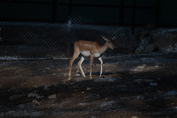 deer at Bannerghatta national park Bangalore running in the zoo. forest Wildlife sanctuaries in Karnataka India