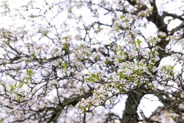 Beautiful blossoming branches against on spring day, closeup