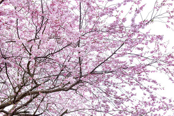 Blossoming Sakura branches against sky background, closeup