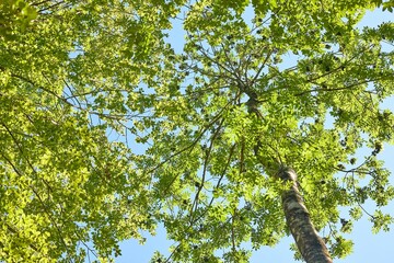 Spring Green Leaves