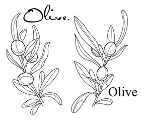 Olives. Branches with olives. Outline drawing with text. Bunch. Pair.