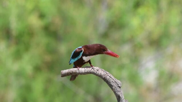 White throated Kingfisher  on branch and hunting photography and video shooting