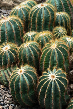 Group of typical Barrel Cactus Cacti