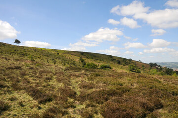 A single tree growing on top of a wild hillside on the Quantocks in Somerset in spring 