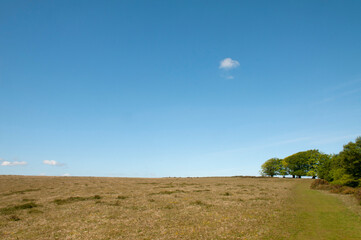Trees growing on the top of a hill on the Quantocks on a sunny spring day with a clear blue sky 