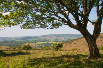 Fototapeta na wymiar Beautiful landscape viewed from under a tree on the Quantock Hills in Somerset in summer. 