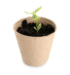 Peat pot with green seedling on white background
