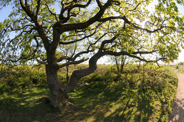 Fototapeta na wymiar Summer sky through the branches of a twisted tree on the Quantocks in Somerset. 