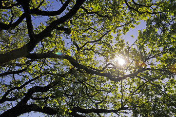 Summer sky through the branches of a twisted tree on the Quantocks in Somerset. 
