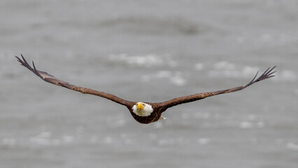 eagle in flight
