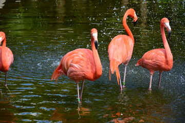 Fototapeta na wymiar in its beauty and all its splendor, a beautiful flock of flamingos caught sunbathing, mexico