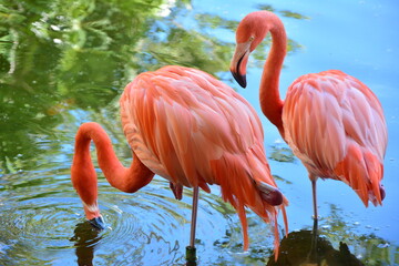 it's always better with two, beautiful flamingos, shot in mexico, somewhere between heaven and earth