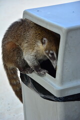 this time a shot from the dumpster while looking for food, the trick is to deal with it. mexico,...