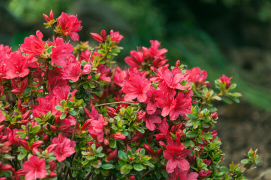 Blooming flowers of rhododendron japonicum