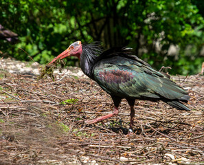 Waldrapp sammelt Material für Nestbau