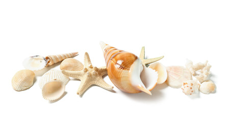 Seashells and starfishes on white background