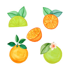 set of citrus and orange fruits