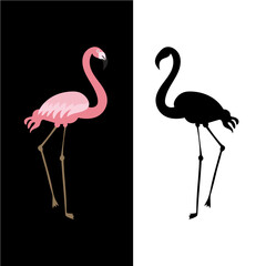 flamingo on a black background