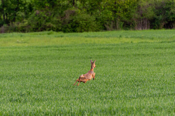 Graceful Roe Deer in Natural Habitat: Stunning wildlife photo capturing a female roe deer in a lush grass field, shedding her fur and showcasing her beautiful mammal coat.