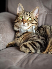 Cute and stylish tabby cat with silver bow tie on a couch. Beautiful pet at home with simple decoration.