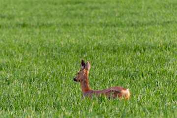 Graceful Roe Deer in Natural Habitat: Stunning wildlife photo capturing a female roe deer in a lush grass field, shedding her fur and showcasing her beautiful mammal coat.