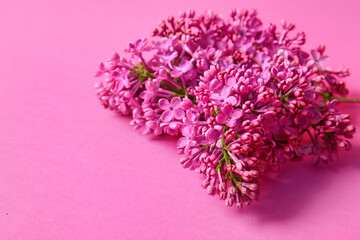 Blooming lilac flowers on pink background