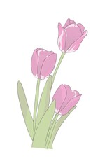 pink tulips in vase