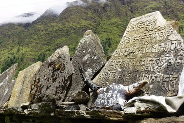 Buddhist scriptures carved on rocks amidst the villages of the Manaslu Circuit, Nepalese Himalayas, radiating spiritual tranquility.