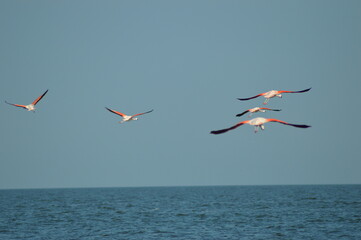 Flamencos rosados volando