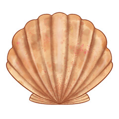 Shell isolated on white. Scallop illustration.