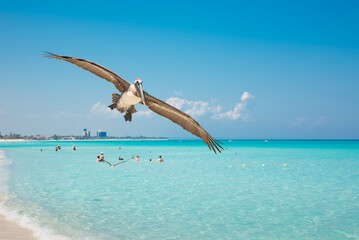 Playa tropical paradisiaca un día de verano, llena de fauna con aguas azules cristalinas.