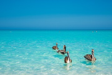 Playa tropical paradisiaca un día de verano, llena de fauna con aguas azules cristalinas.