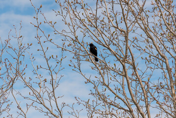 Red-winged Blackbird Perched In A Tree In April