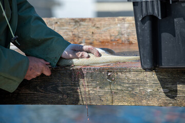 A fisherman or chef cleans fresh raw Atlantic cod fish on a splitting table. There are white fillets piled up in the background and the man is using a filleting knife on a codfish in the foreground.