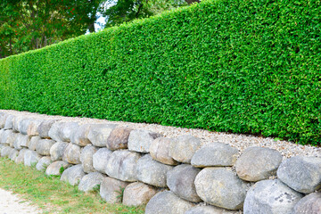 A vibrant green tall tree wall fence with stone or rock planter base, bush or shrub hedge trimming....