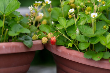 A closeup of a red juicy organic strawberry attached to a plant growing in pots. There are multiple...
