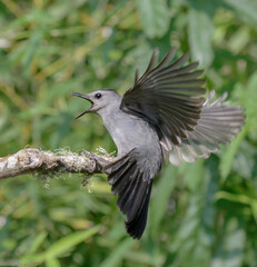 Fototapeta na wymiar Gray catbird (Dumetella carolinensis) calling, Galveston, Texas