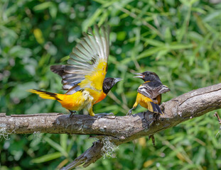 Baltimore oriole (Icterus galbula) males fighting during spring migration, Galveston, Texas, USA.
