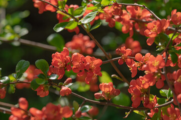 Close-up of blossom of japanese quince or chaenomeles japonica tree in springtime.